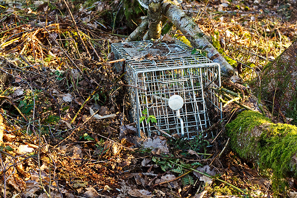 Animal Trapping Indianapolis Indiana