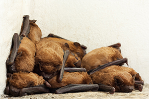 Bat Removal Service Indianapolis