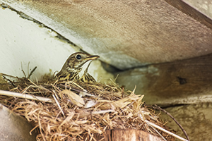 Bird Removal Service Indianapolis
