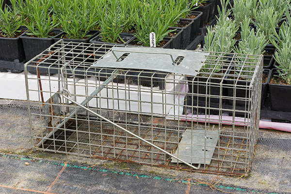 Commercial Wildlife
Removal Indianapolis