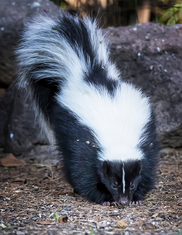 Get Rid of Skunks Indianapolis IN Get Rid of Skunks Indianapolis IN