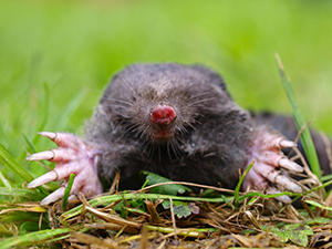 Yard Mole Removal Indianapolis