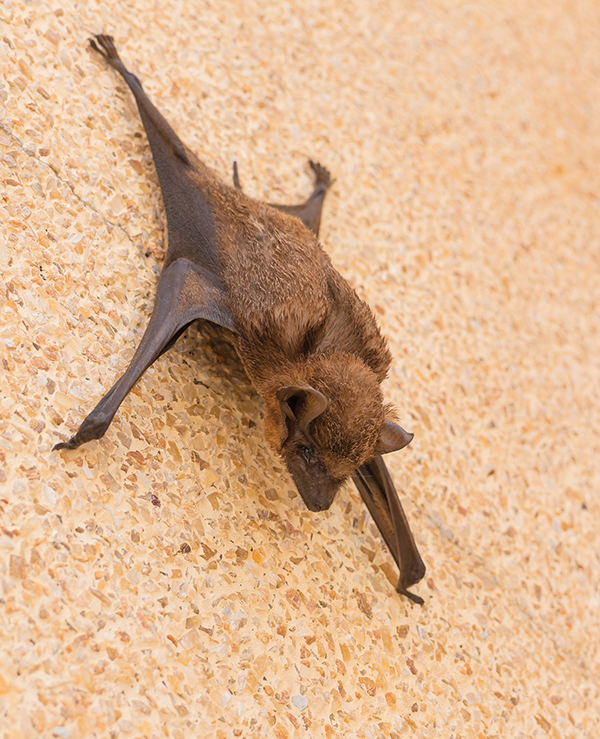 Bat Control Indianapolis Indiana Bat Control Indianapolis Indiana