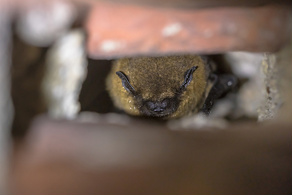 Bat Control Service Indianapolis Bat Control Service Indianapolis