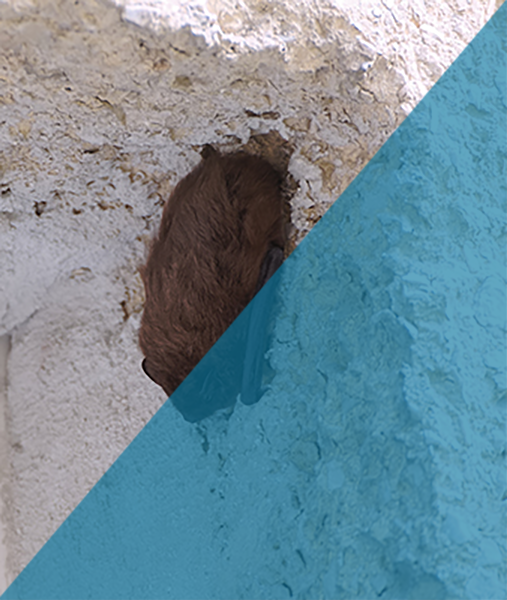 Bat Exclusion Indianapolis Indiana Bat Exclusion Indianapolis Indiana