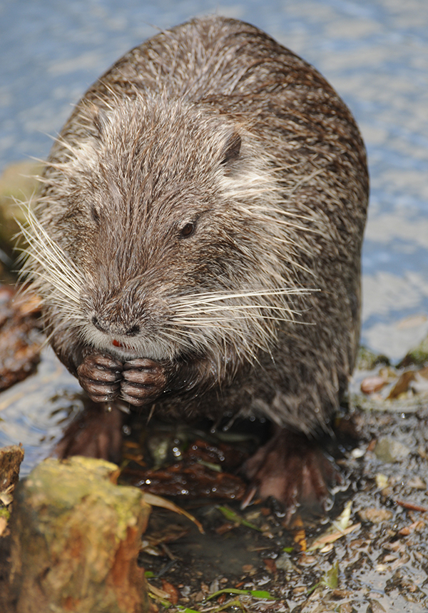 Beaver Control Indianapolis Indiana Beaver Control Indianapolis Indiana