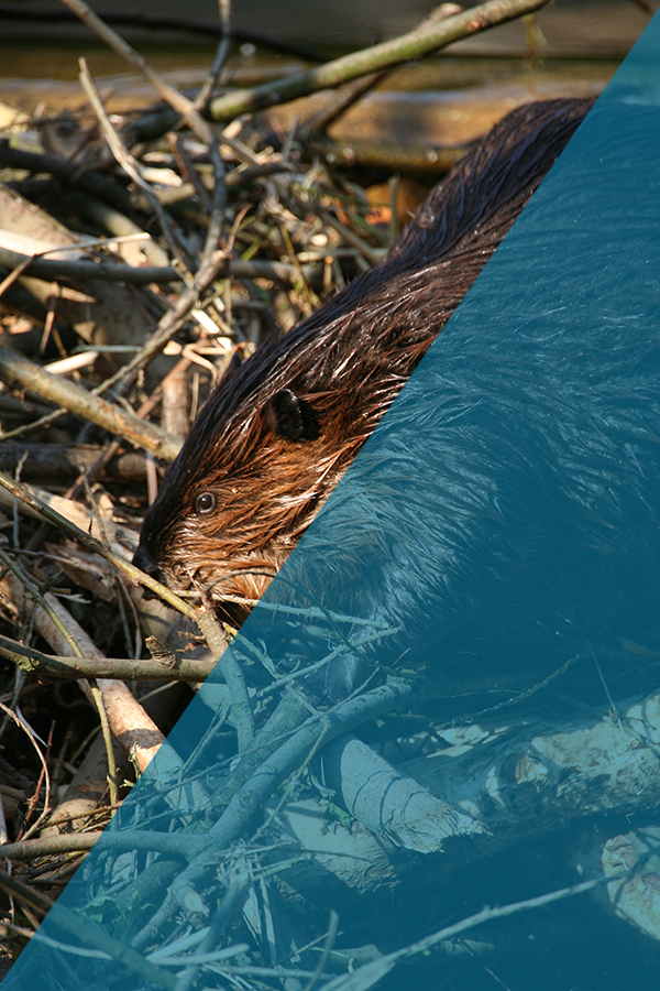 Beaver Control Service Indianapolis Beaver Control Service Indianapolis