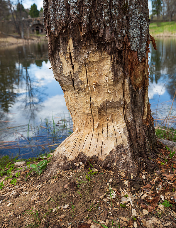 Beaver Trapper Indianapolis Indiana Beaver Trapper Indianapolis Indiana