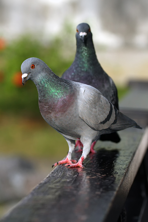 Bird Control Indianapolis Indiana Bird Control Indianapolis Indiana