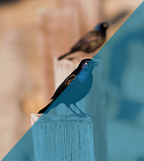 Bird Pest Control Indianapolis IN Bird Pest Control Indianapolis IN
