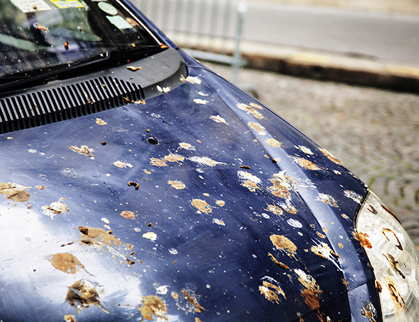 Bird Removal Services Indianapolis Bird Removal Services Indianapolis