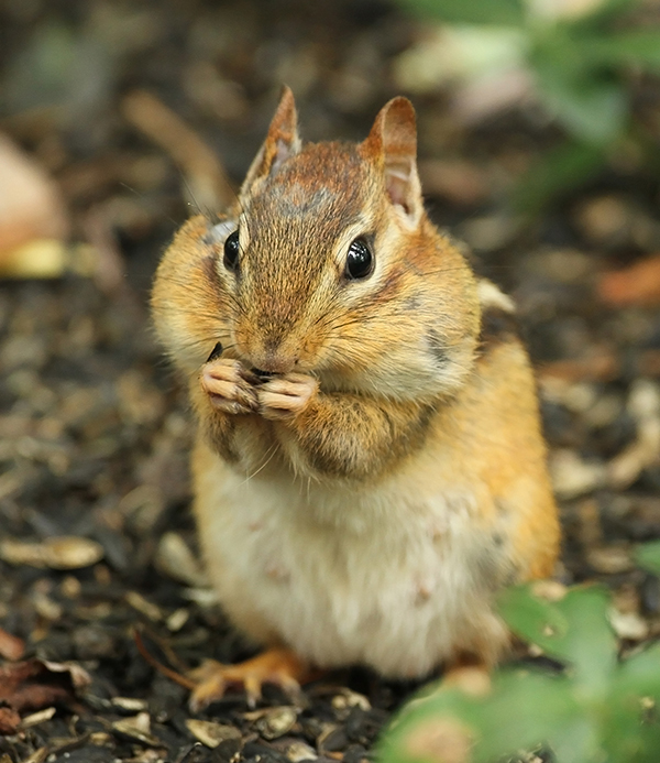 Chipmunk Control Indianapolis Indiana Chipmunk Control Indianapolis Indiana