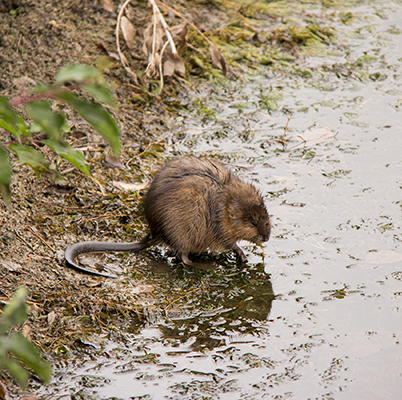 Deter Muskrats Indianapolis Indiana Deter Muskrats Indianapolis Indiana