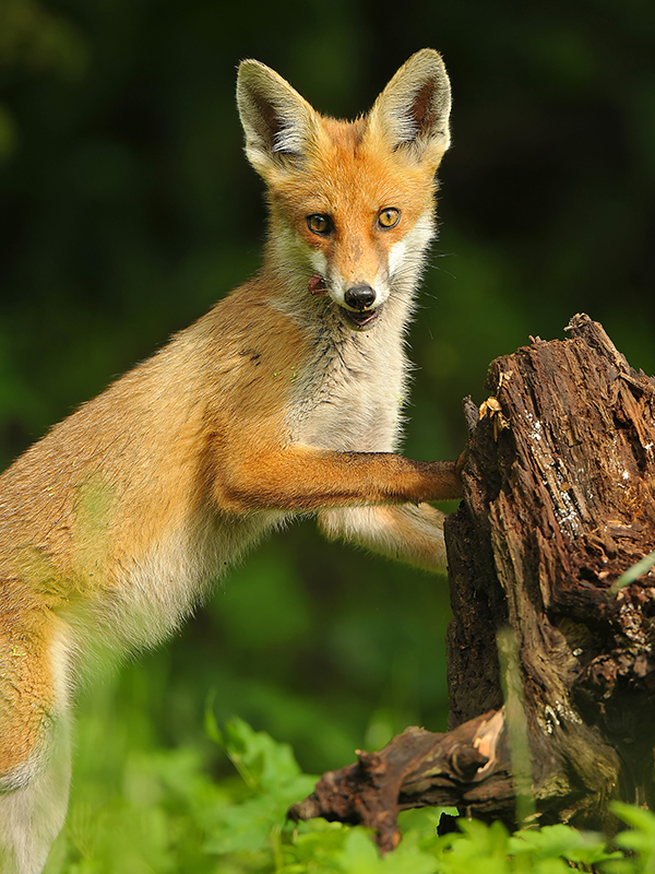 Fox Pest Control Indianapolis Indiana Fox Pest Control Indianapolis Indiana