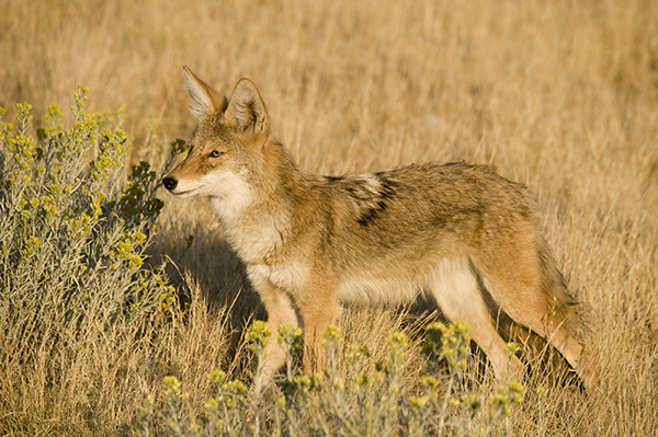 A Wild Coyote