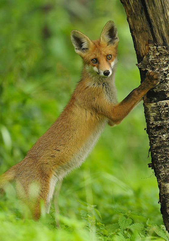 Fox Trapper Indianapolis Indiana Fox Trapper Indianapolis Indiana