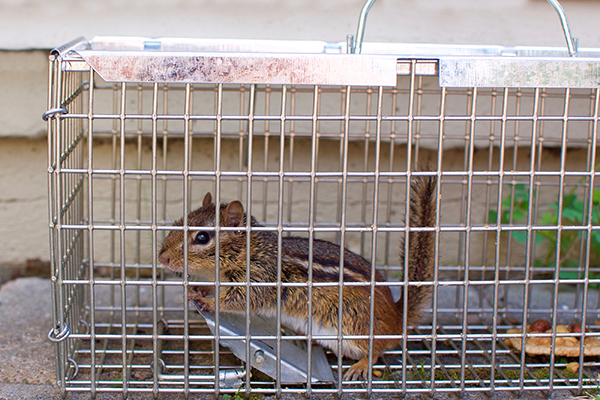 Get Rid of Chipmunks Indianapolis Indiana Get Rid of Chipmunks Indianapolis Indiana
