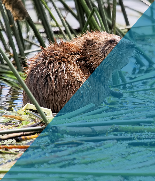 Get Rid of Muskrats Indianapolis IN Get Rid of Muskrats Indianapolis IN