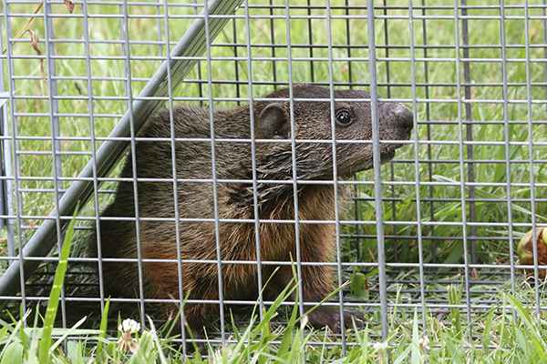 Groundhog Pest Control Indianapolis IN Groundhog Pest Control Indianapolis IN