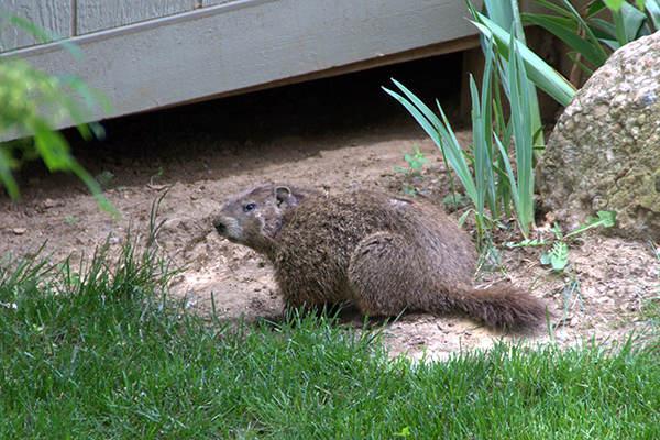 Groundhog Pest Removal Indianapolis Groundhog Pest Removal Indianapolis