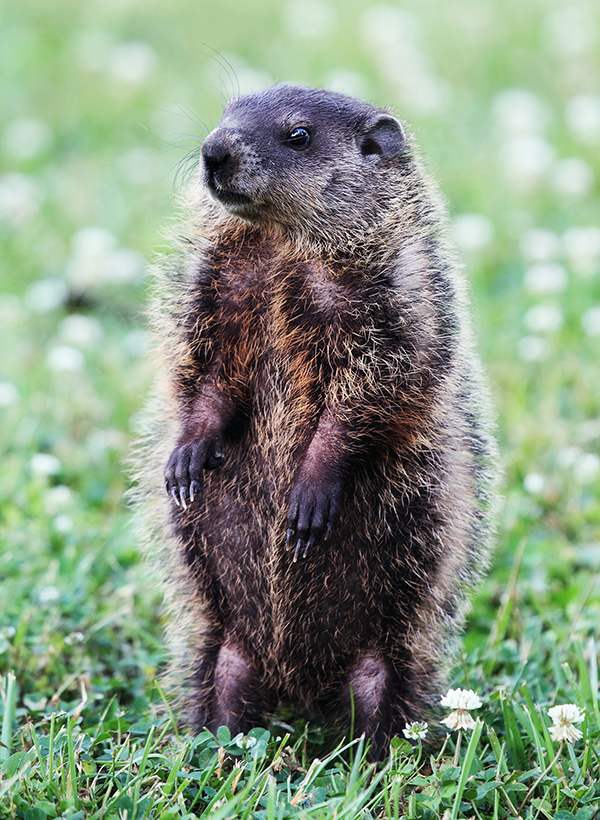 Groundhog Trapper Indianapolis Indiana Groundhog Trapper Indianapolis Indiana
