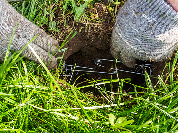 Mole Trapper Indianapolis Indiana Mole Trapper Indianapolis Indiana