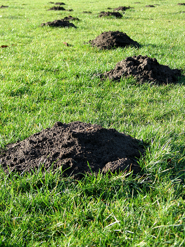 Mole Trapping Indianapolis Indiana Mole Trapping Indianapolis Indiana