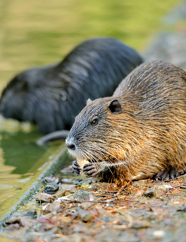 Muskrat Trapping Indianapolis Indiana Muskrat Trapping Indianapolis Indiana