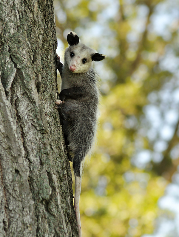 Opossum Control Indianapolis Indiana Opossum Control Indianapolis Indiana
