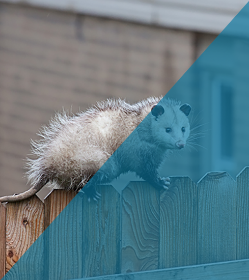 Opossum Pest Control Indianapolis IN Opossum Pest Control Indianapolis IN