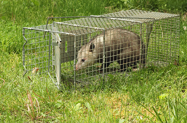 Possum Removal Services Indianapolis Possum Removal Services Indianapolis