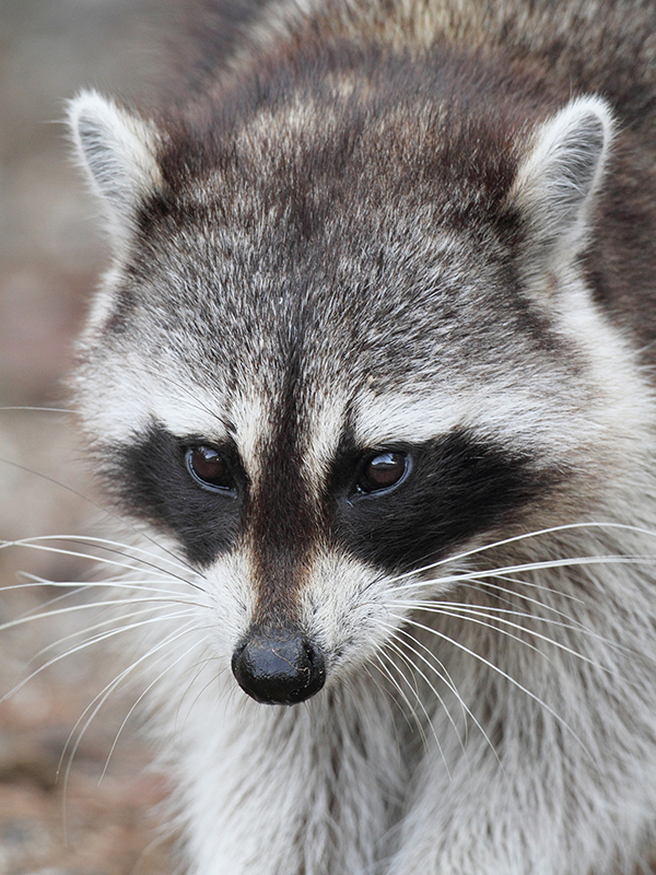 Raccoon Control Indianapolis Indiana Raccoon Control Indianapolis Indiana