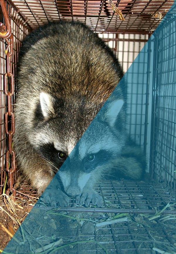 Raccoon Pest Control Indianapolis IN Raccoon Pest Control Indianapolis IN