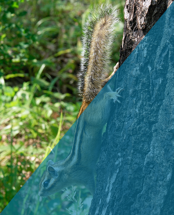 Remove Chipmunks Indianapolis Indiana Remove Chipmunks Indianapolis Indiana