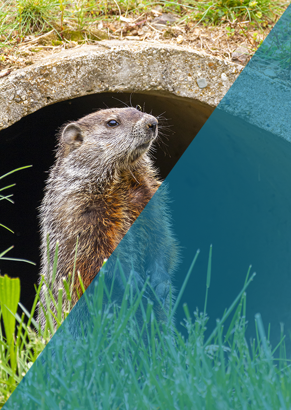 Repelling Groundhogs Indianapolis Indiana Repelling Groundhogs Indianapolis Indiana