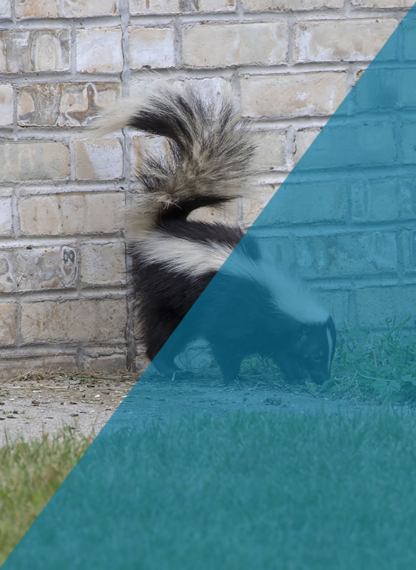 Skunk Control Indianapolis Indiana Skunk Control Indianapolis Indiana