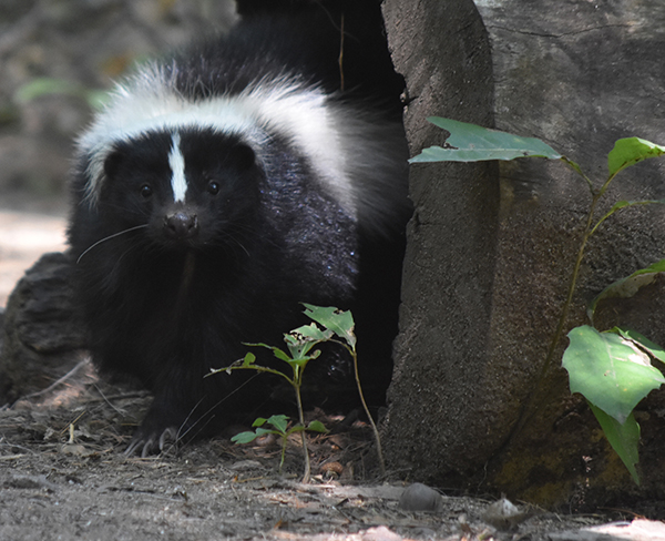 Skunk Pest Control Indianapolis IN Skunk Pest Control Indianapolis IN