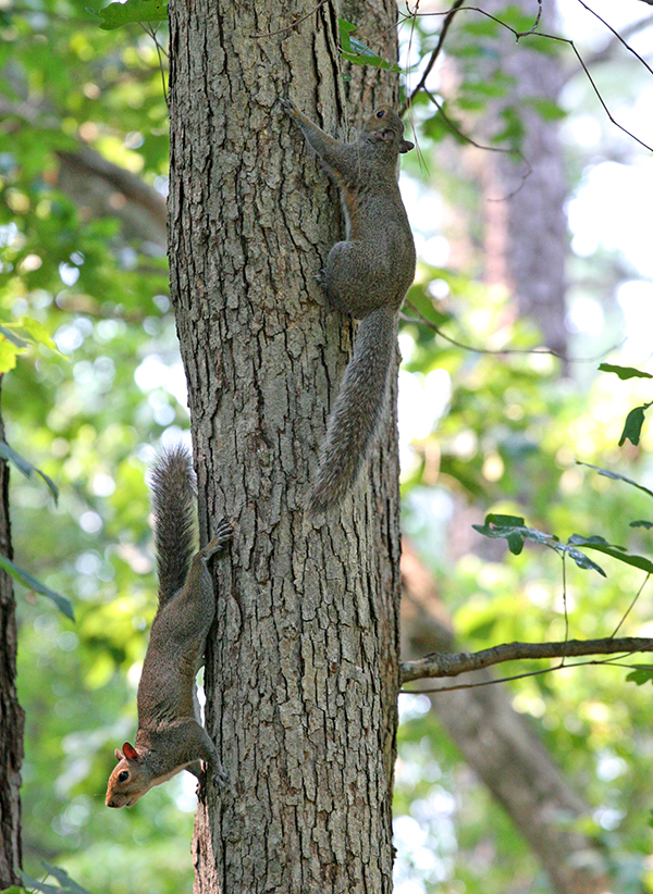 Squirrel Control Indianapolis Indiana Squirrel Control Indianapolis Indiana