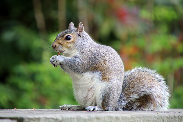 Squirrel Pest Control Indianapolis Squirrel Pest Control Indianapolis