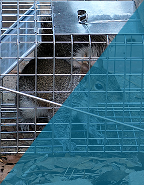 Squirrel Trapper Indianapolis Indiana Squirrel Trapper Indianapolis Indiana