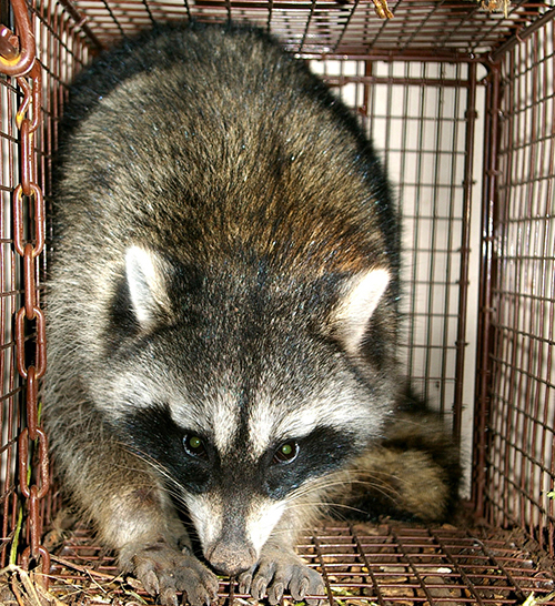 Animal Removal Service in Indianapolis Animal Removal Service in Indianapolis