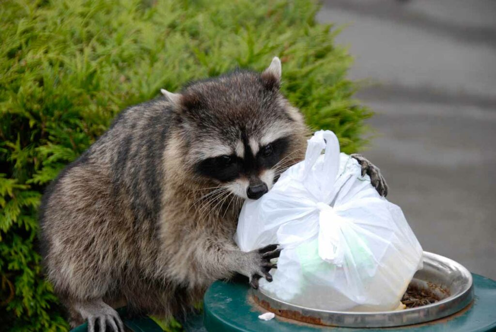 a raccoon scavenging on the garbage can