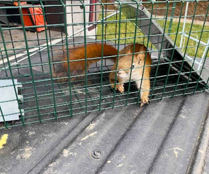 Chipmunk caught in a trap