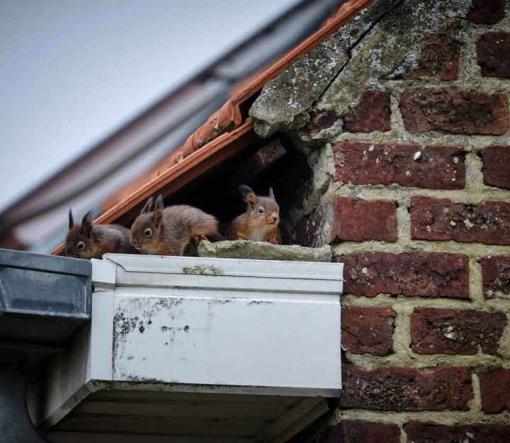 A family of curious squirrels made its nest in a high gutter, right in a gap underneath the tiles of the roof and next to the uppermost part of the brick wall